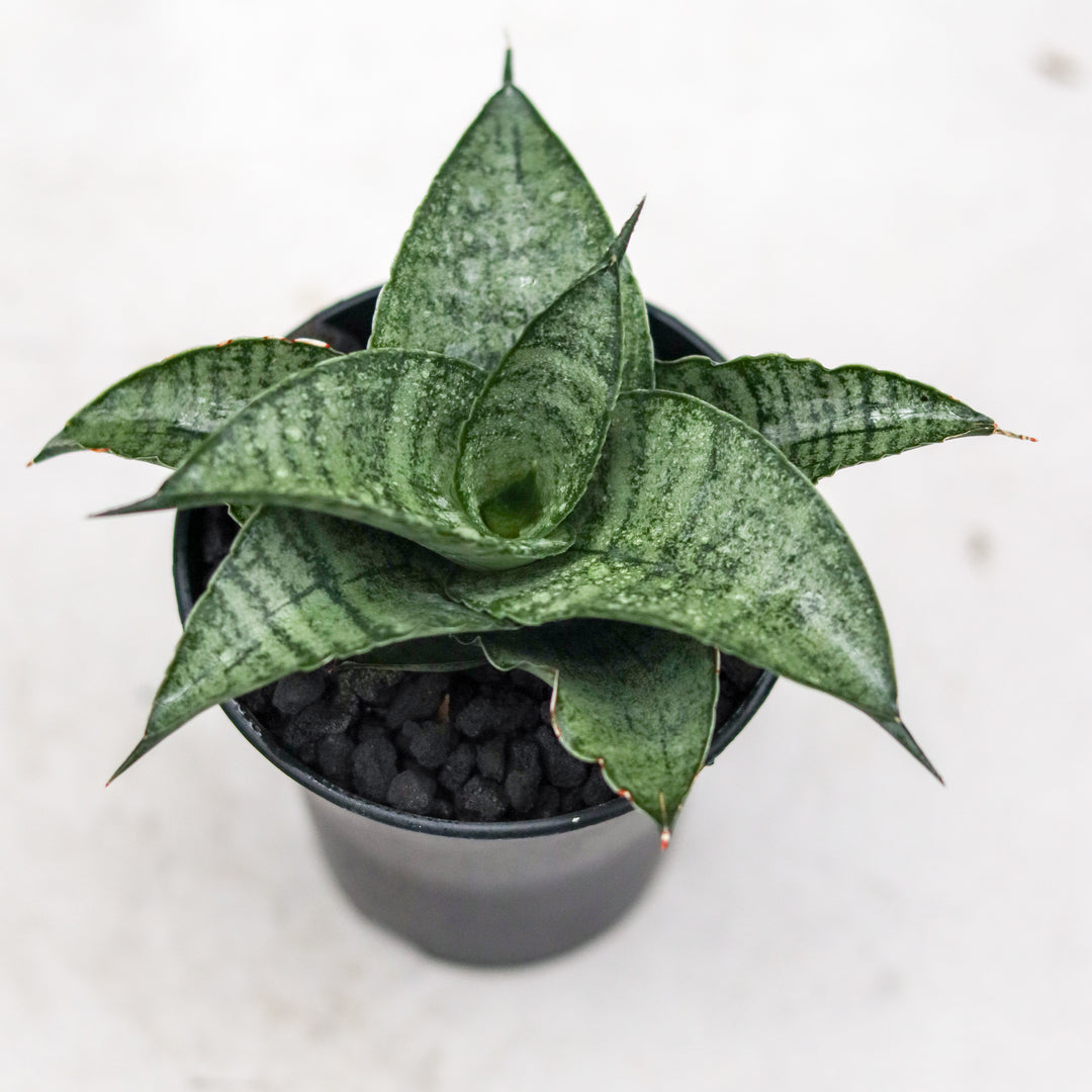 Sansevieria Agatha