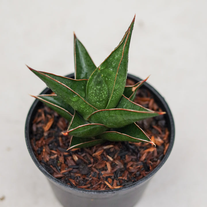 Sansevieria den jaka