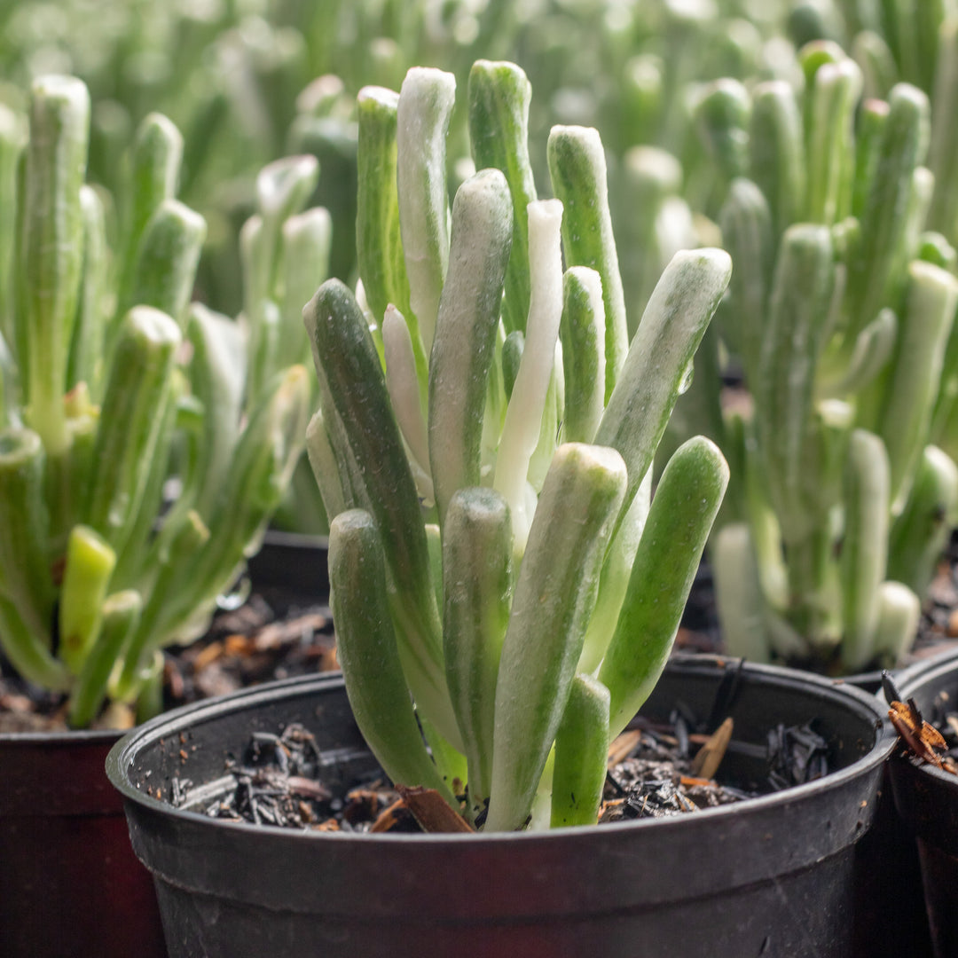 Crasulla ovata gholum variegated