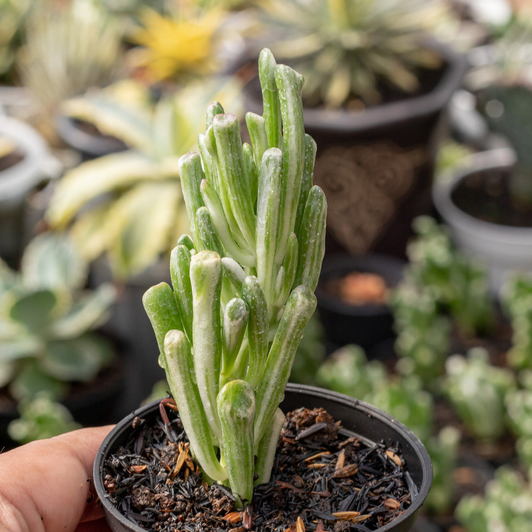 Crasulla ovata gholum variegated