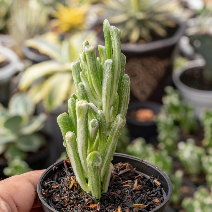 Crasulla ovata gholum variegated