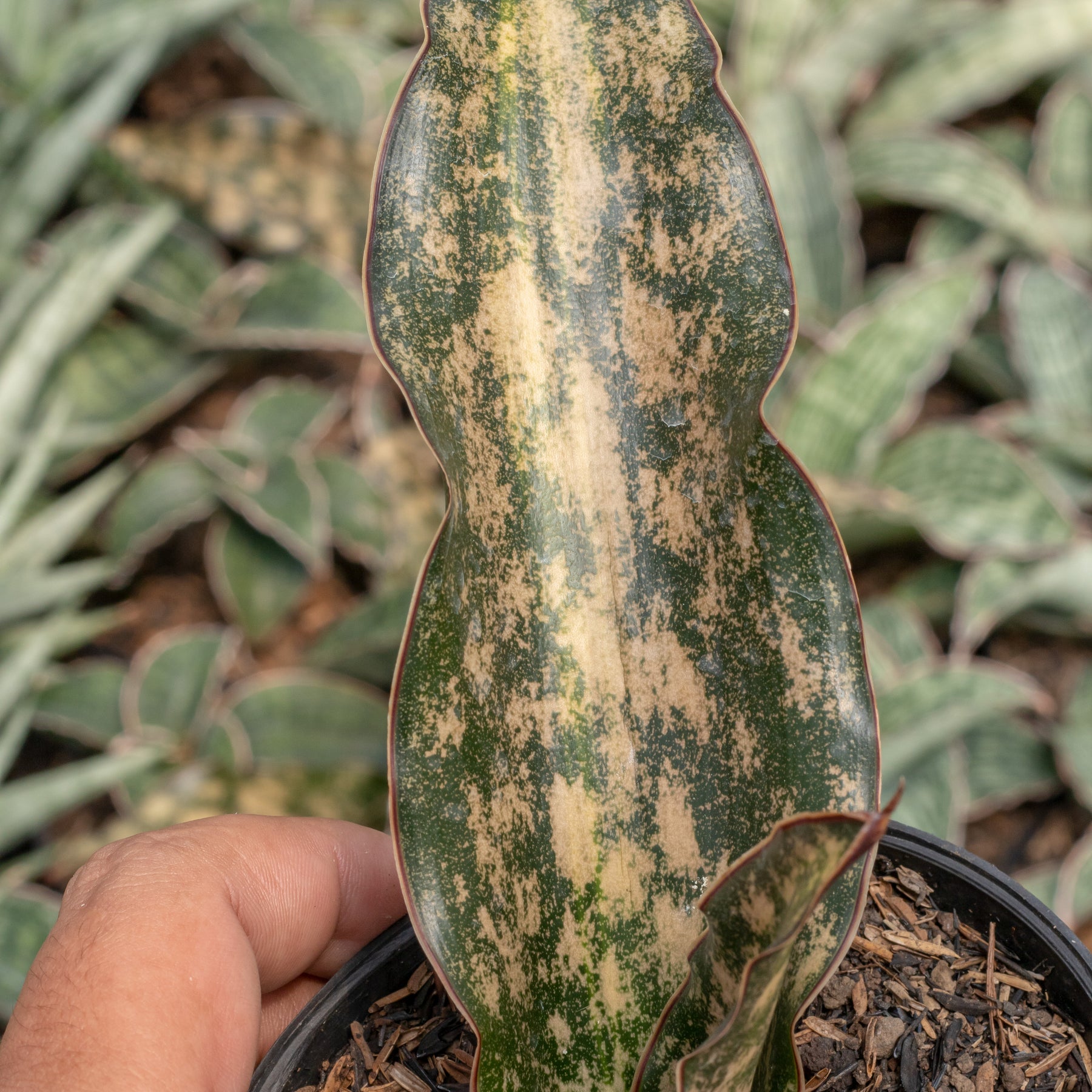 sansevieria kirkii brown Sansevieria kirkii brown variegated – Succulentasia