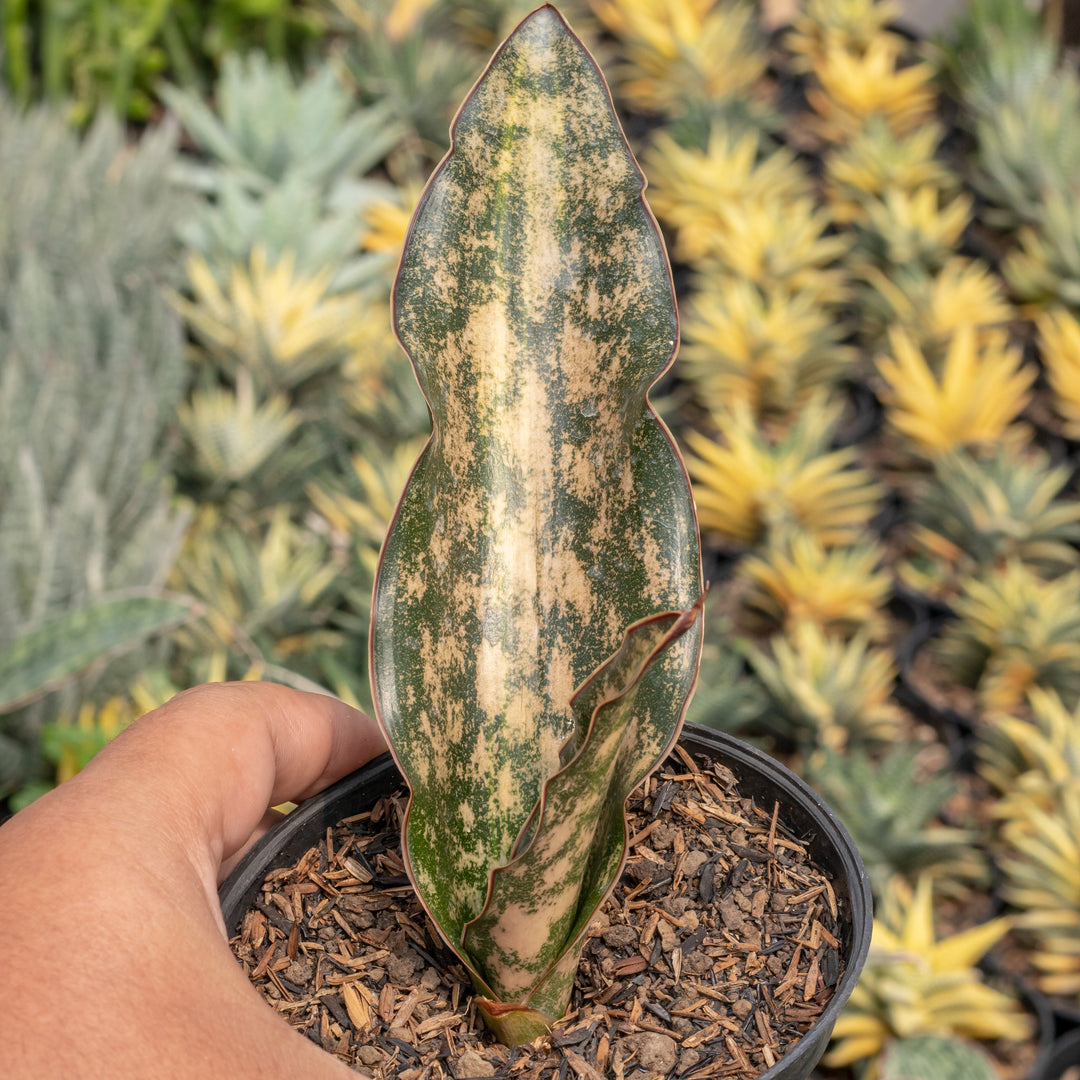 kirkii snake plant Sansevieria kirkii brown variegated – Succulentasia