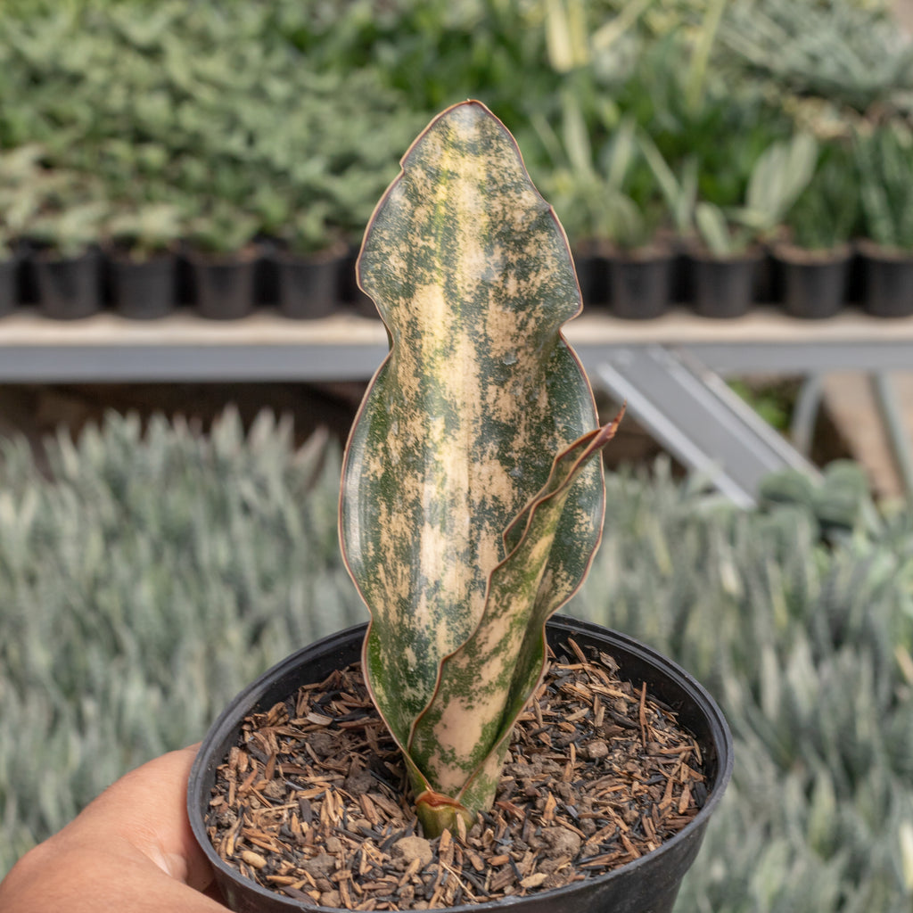 Sansevieria kirkii brown variegated – Succulentasia
