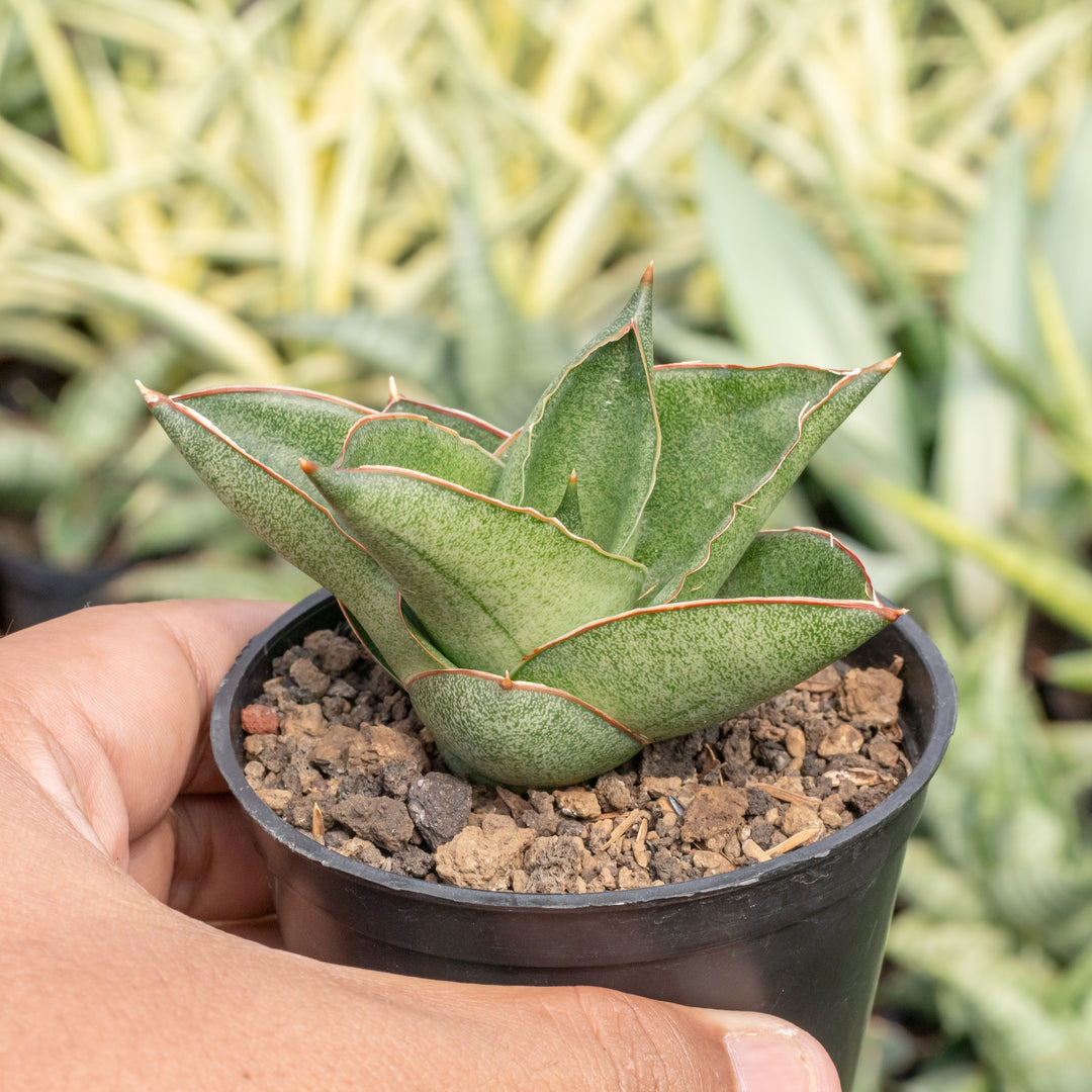 sansevieria andaman Sansevieria andaman