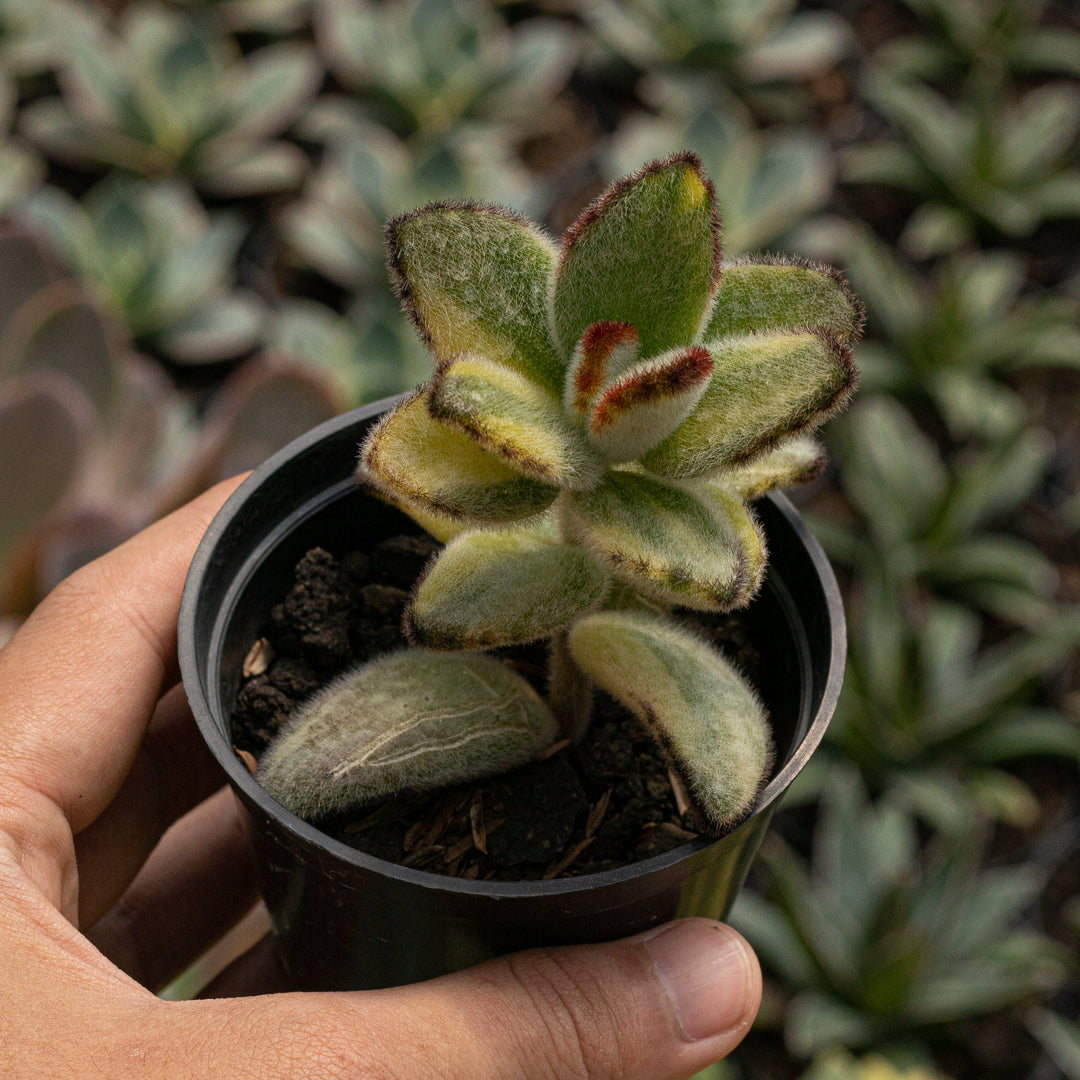 teddy succulent Kalanchoe Tomentosa Variegated – Succulentasia