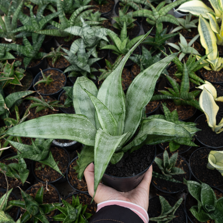 Sansevieria silver angle