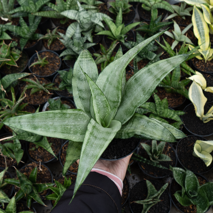 Sansevieria silver angle
