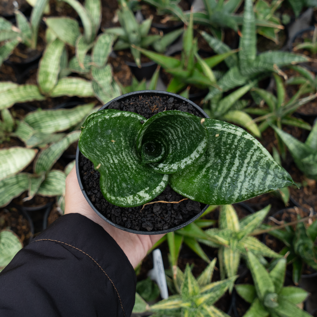 sansevieria hahnii pagoda sansevieria pagoda mutan – Succulentasia