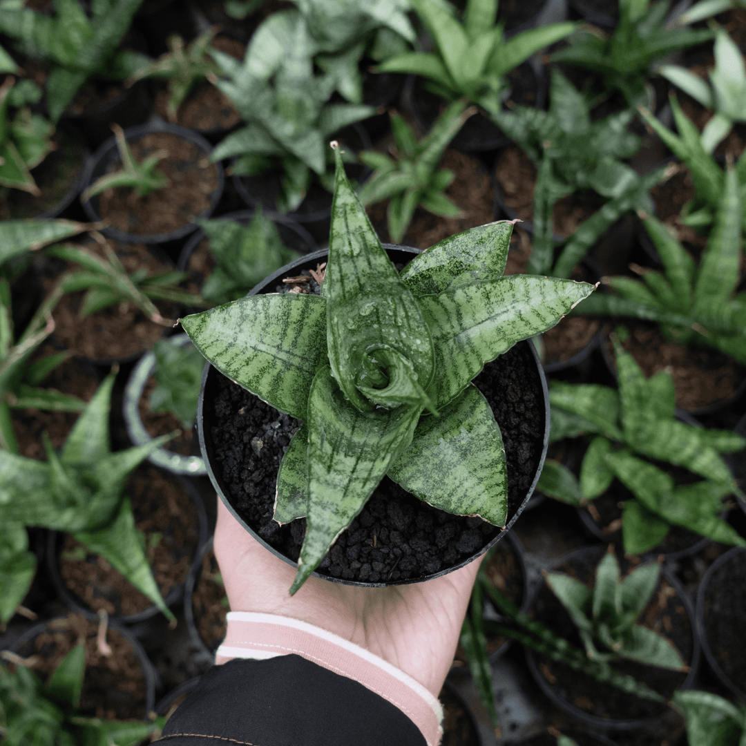 sansevieria paten Sansevieria cordova x paten