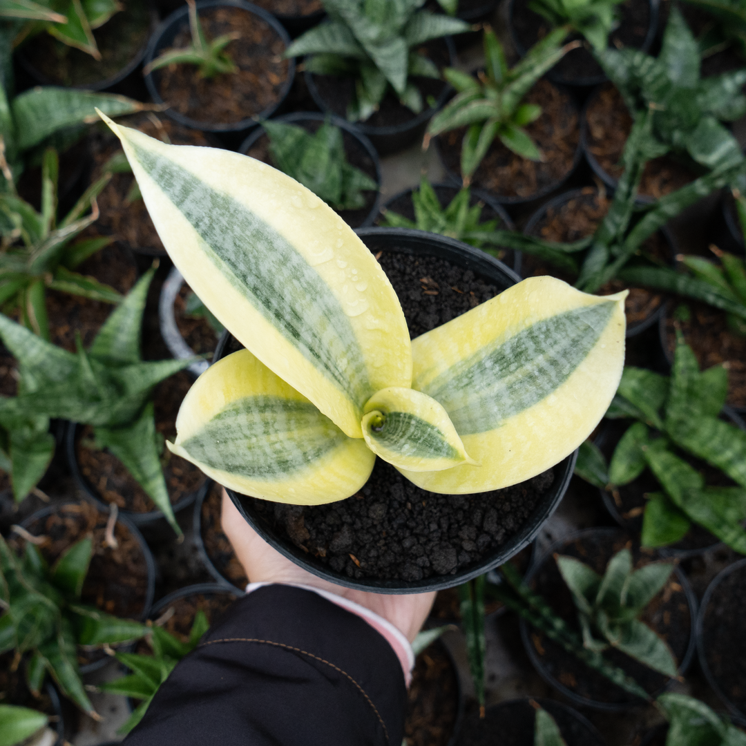 sansevieria wagner's gold Sansevieria white gold – Succulentasia