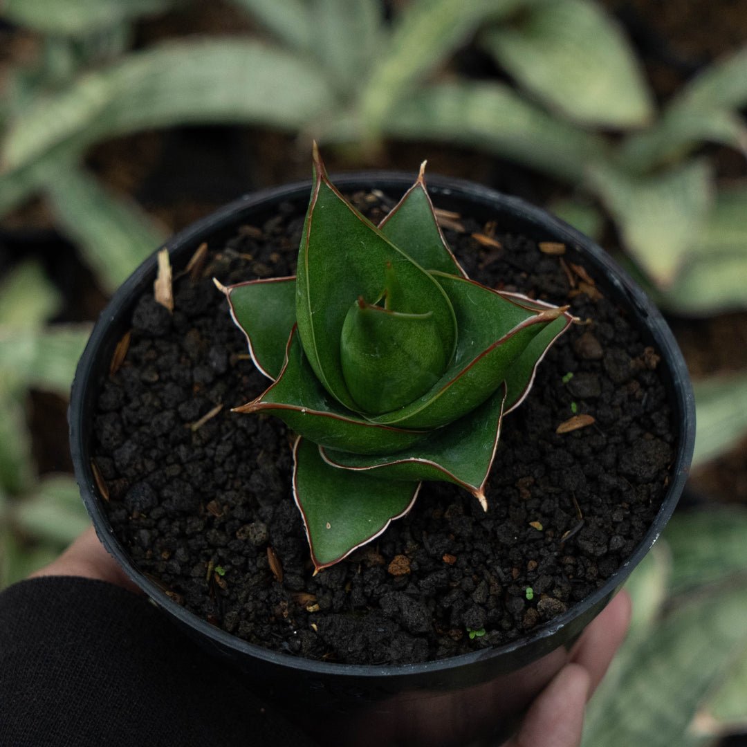 sansevieria blue Sansevieria tower blue – Succulentasia