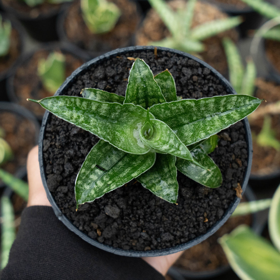 sansevieria koko Sansevieria francisi x koko x grasilis x areiela