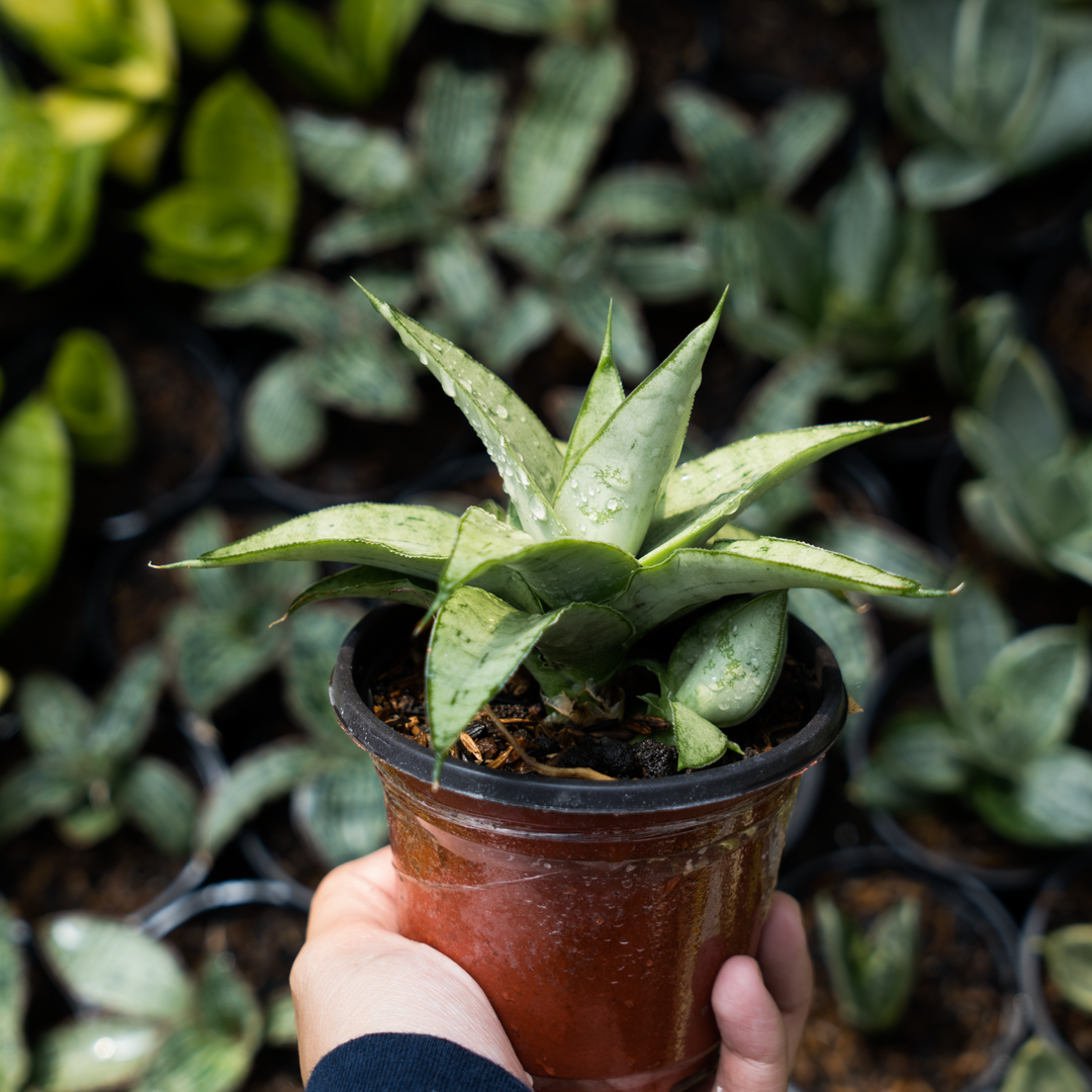 Sansevieria  kumara