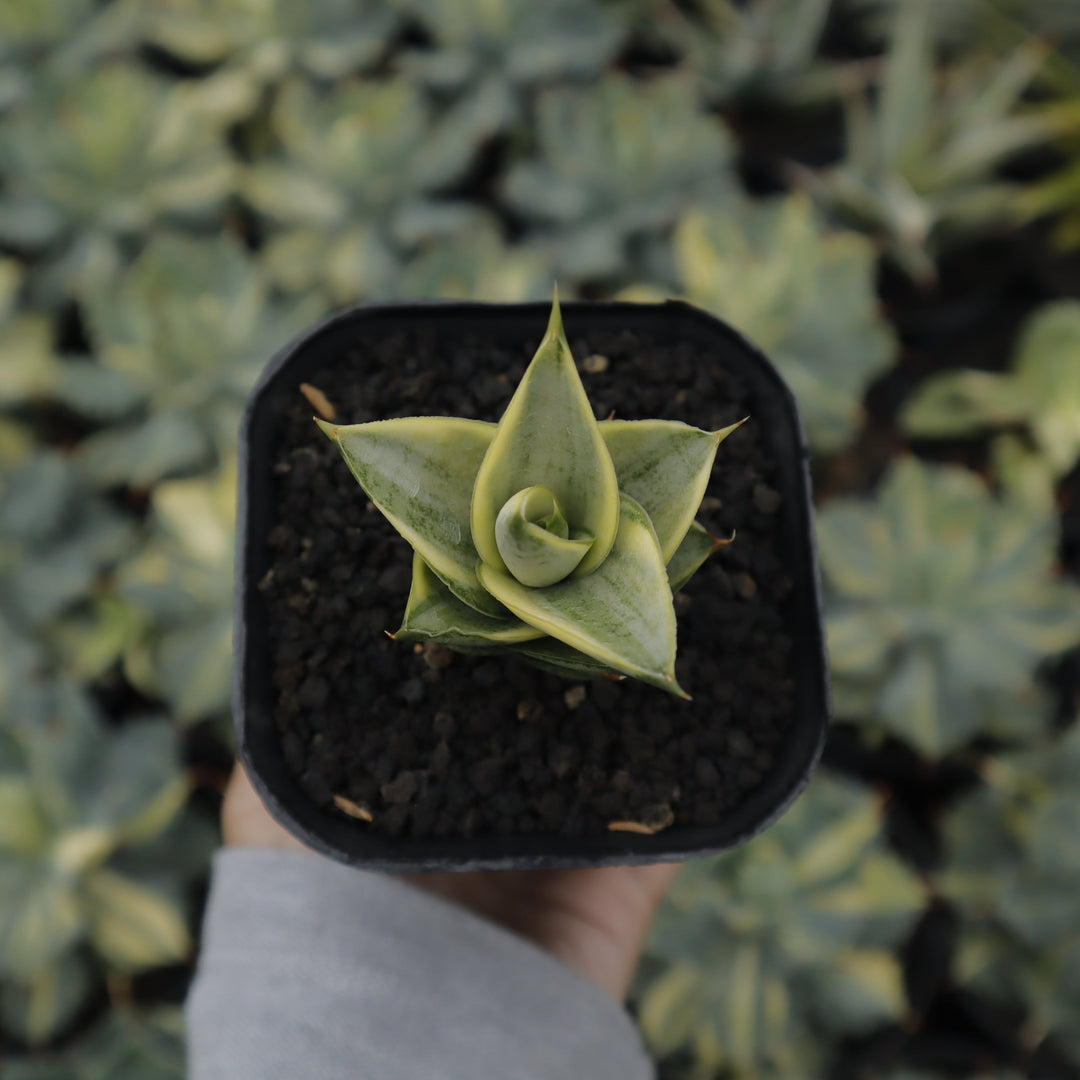 sansevieria pagoda Sansevieria pagoda variegated – Succulentasia