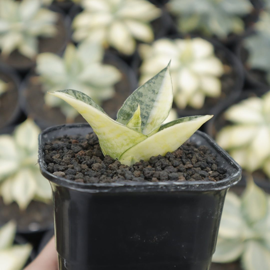 Sansevieria spyder variegated – Succulentasia