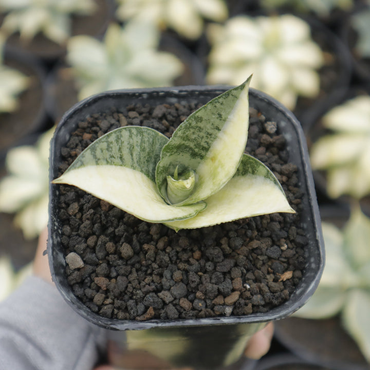 Sansevieria spyder  variegated