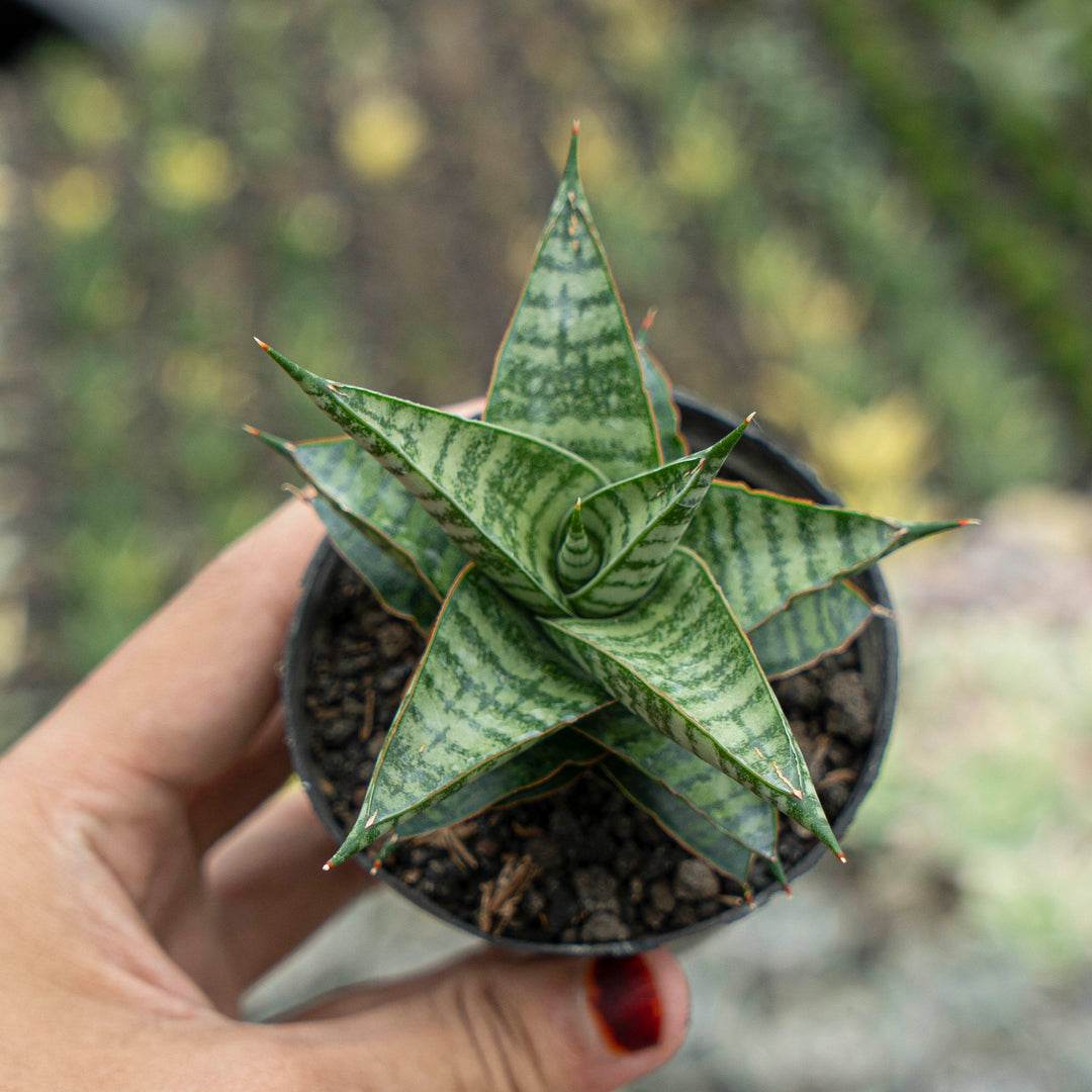 WHOLESALE : 5 pcs Sansevieria Motomo x Cordova