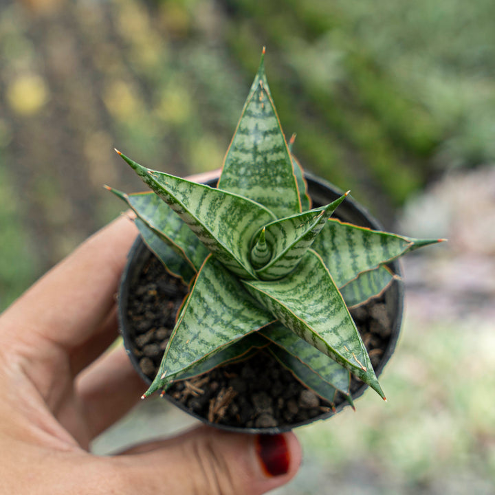 WHOLESALE : 5 pcs Sansevieria Motomo x Cordova
