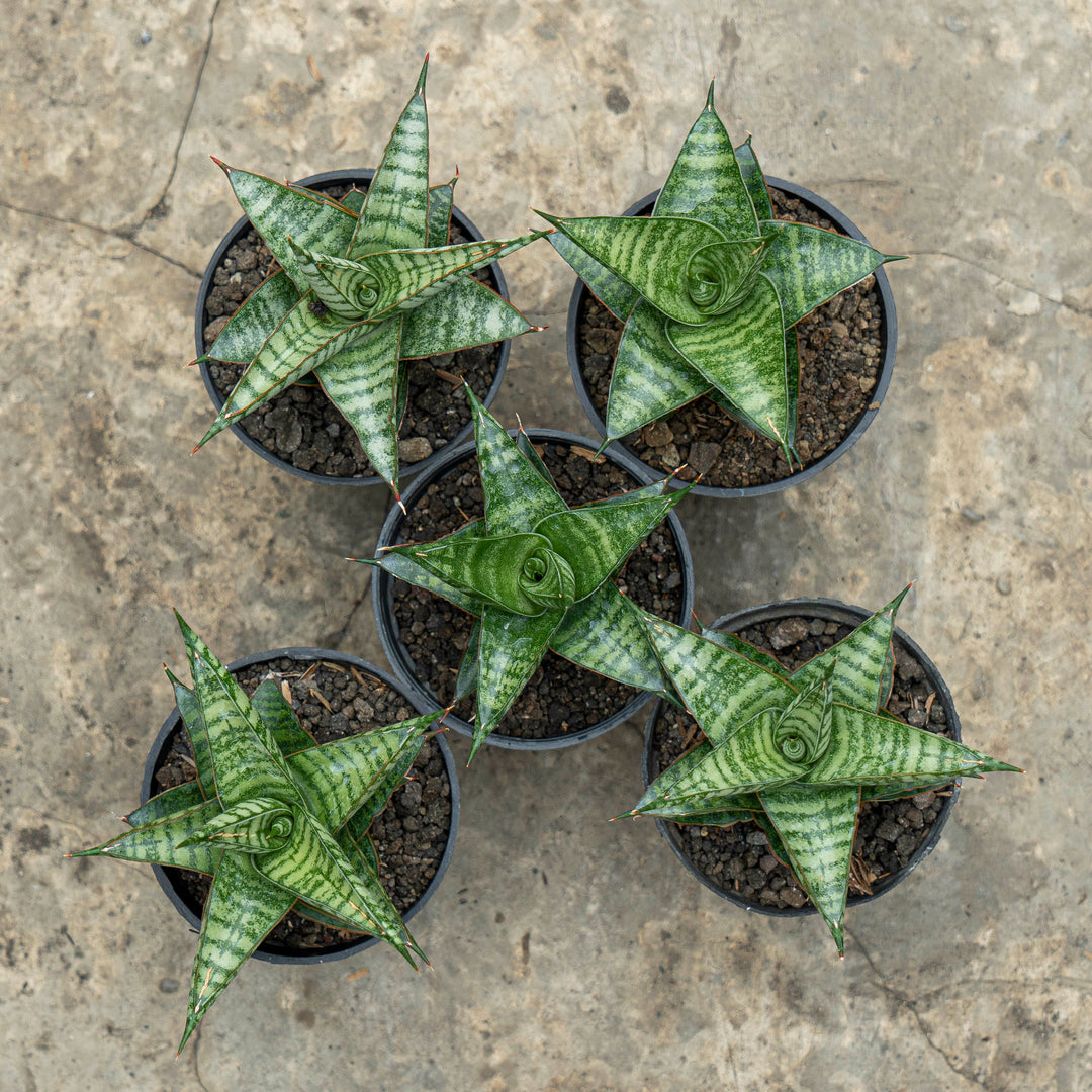 WHOLESALE : 5 pcs Sansevieria Motomo x Cordova