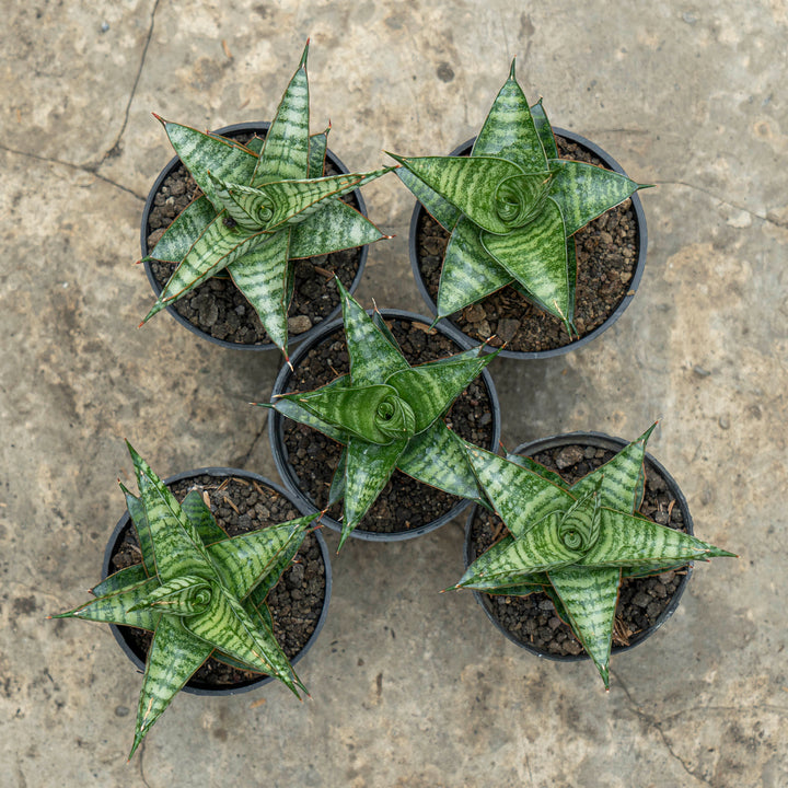 WHOLESALE : 5 pcs Sansevieria Motomo x Cordova