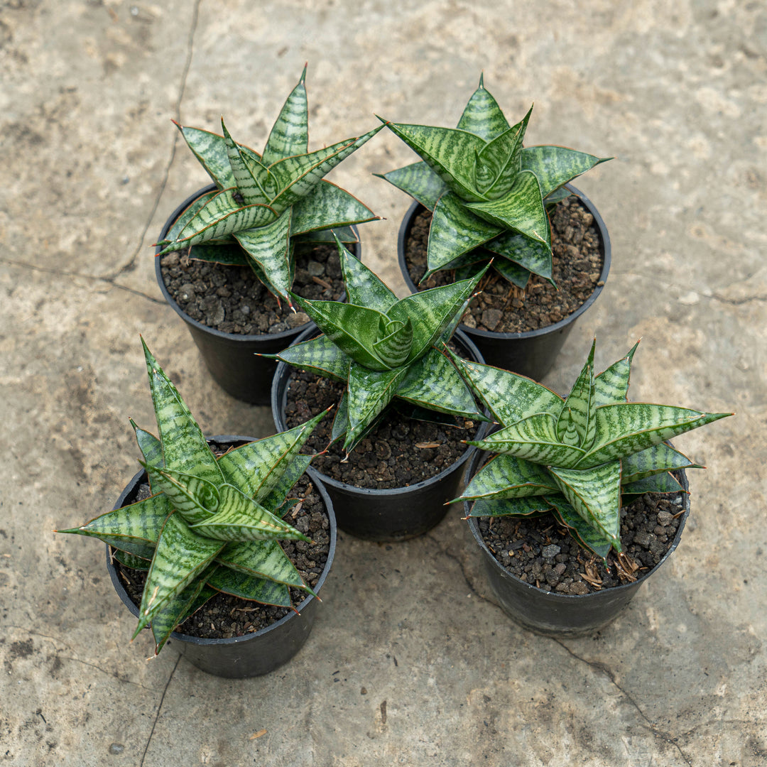 sansevieria bella mutomo WHOLESALE : 5 pcs Sansevieria Motomo x Cordova – Succulentasia