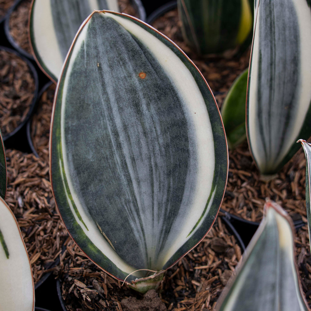Sansevieria Masoniana Variegated