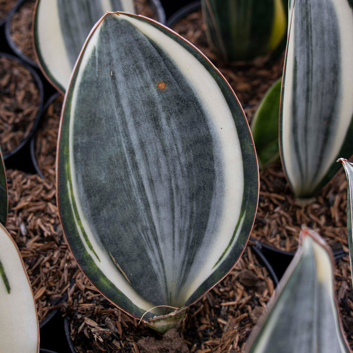 Sansevieria Masoniana Variegated