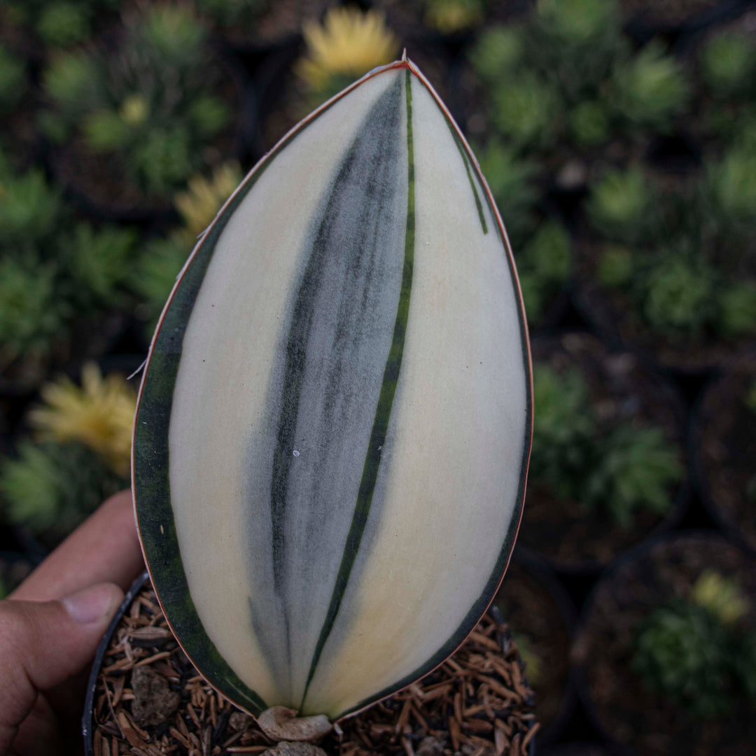 Sansevieria Masoniana Variegated
