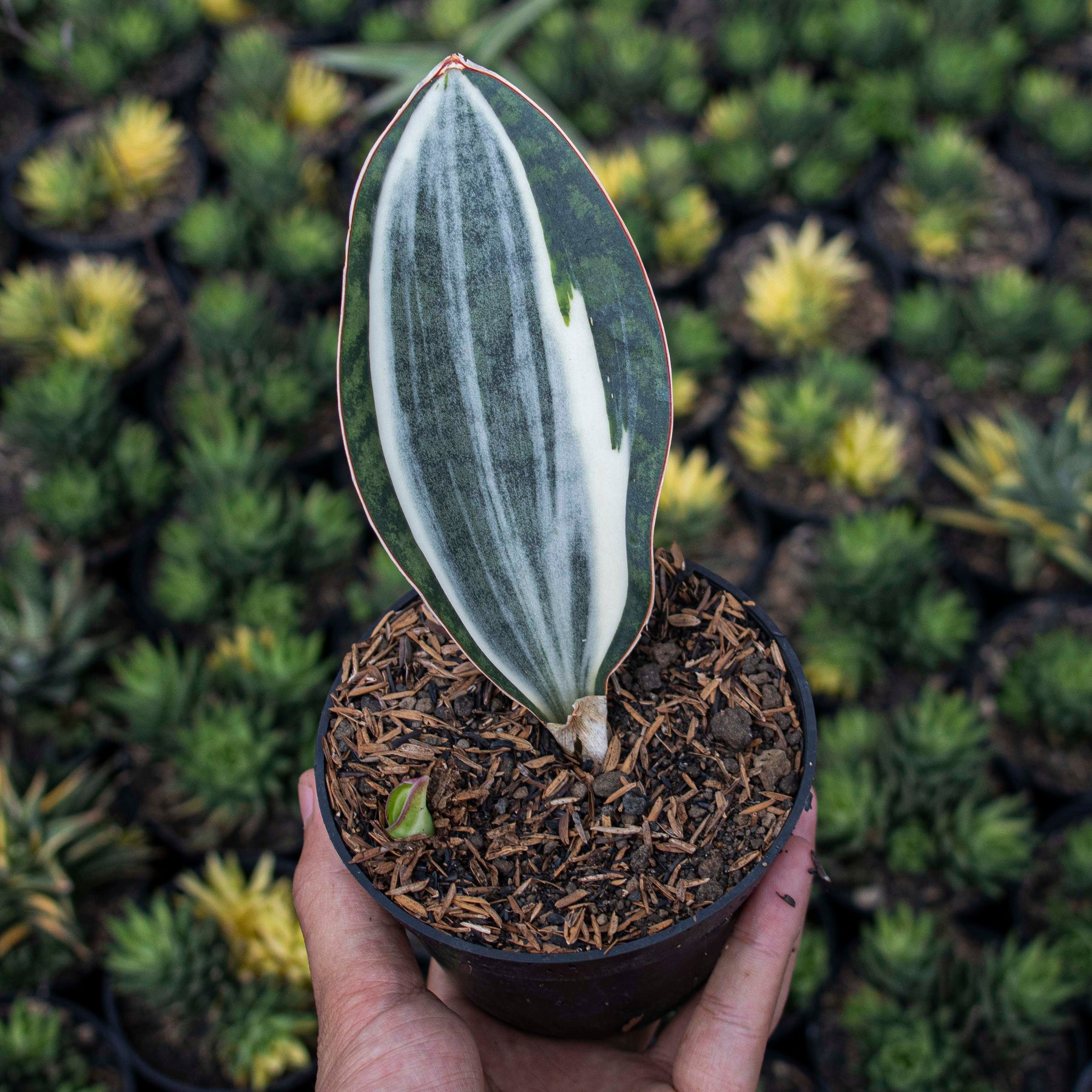 sansevieria masoniana variegated white Sansevieria Masoniana Variegated MEDIUM QUALITY – Succulentasia