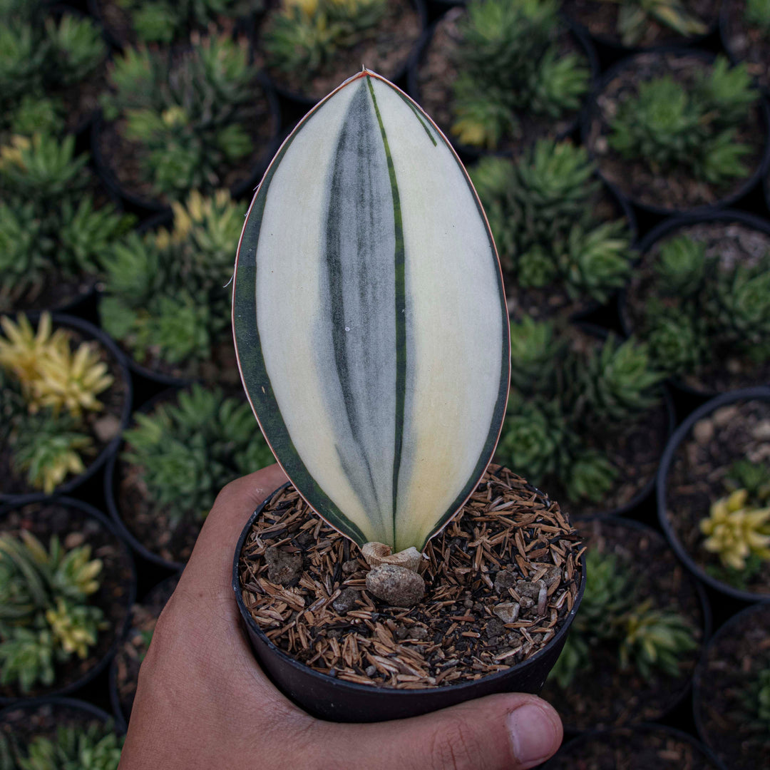 variegated whale fin sansevieria Sansevieria Masoniana Variegated GOOD QUALITY – Succulentasia
