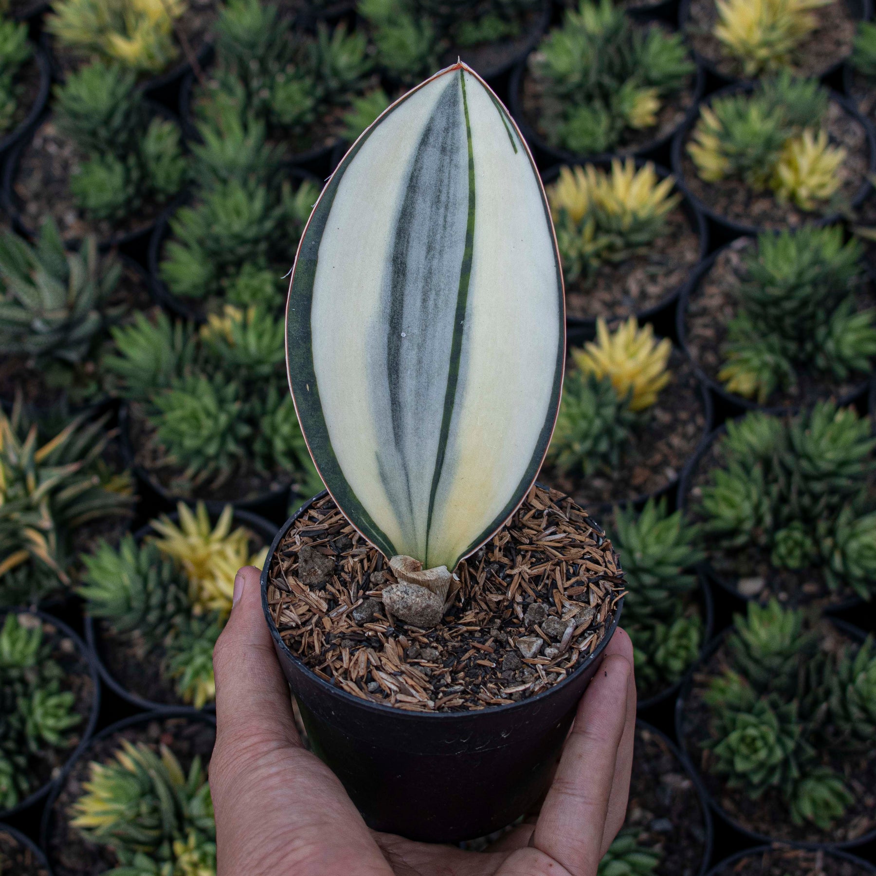 sansevieria masoniana variegata Sansevieria Masoniana Variegated GOOD QUALITY – Succulentasia