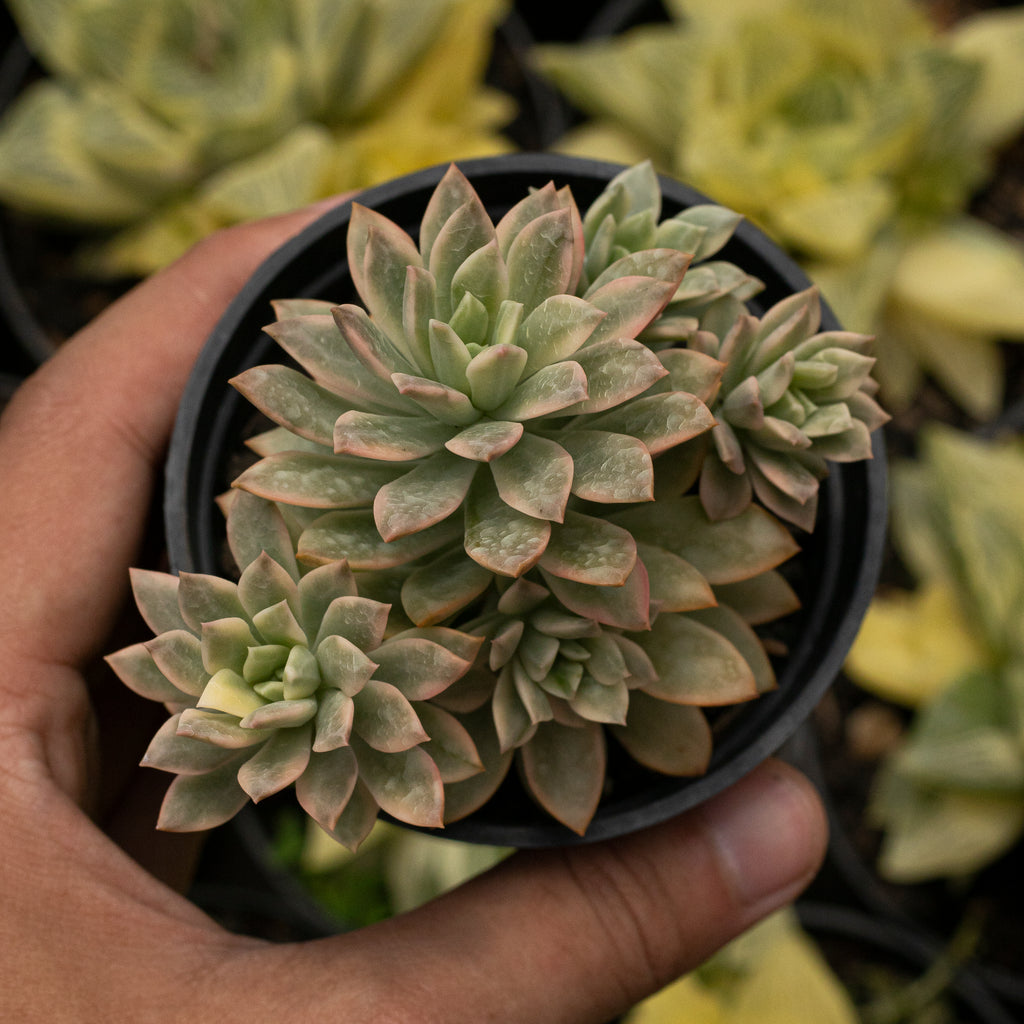 Echeveria – Succulentasia