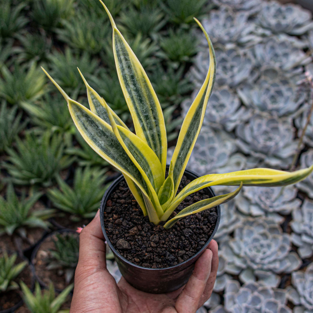 sansevieria gold banner Sansevieria trisfaciata yellow trip – Succulentasia