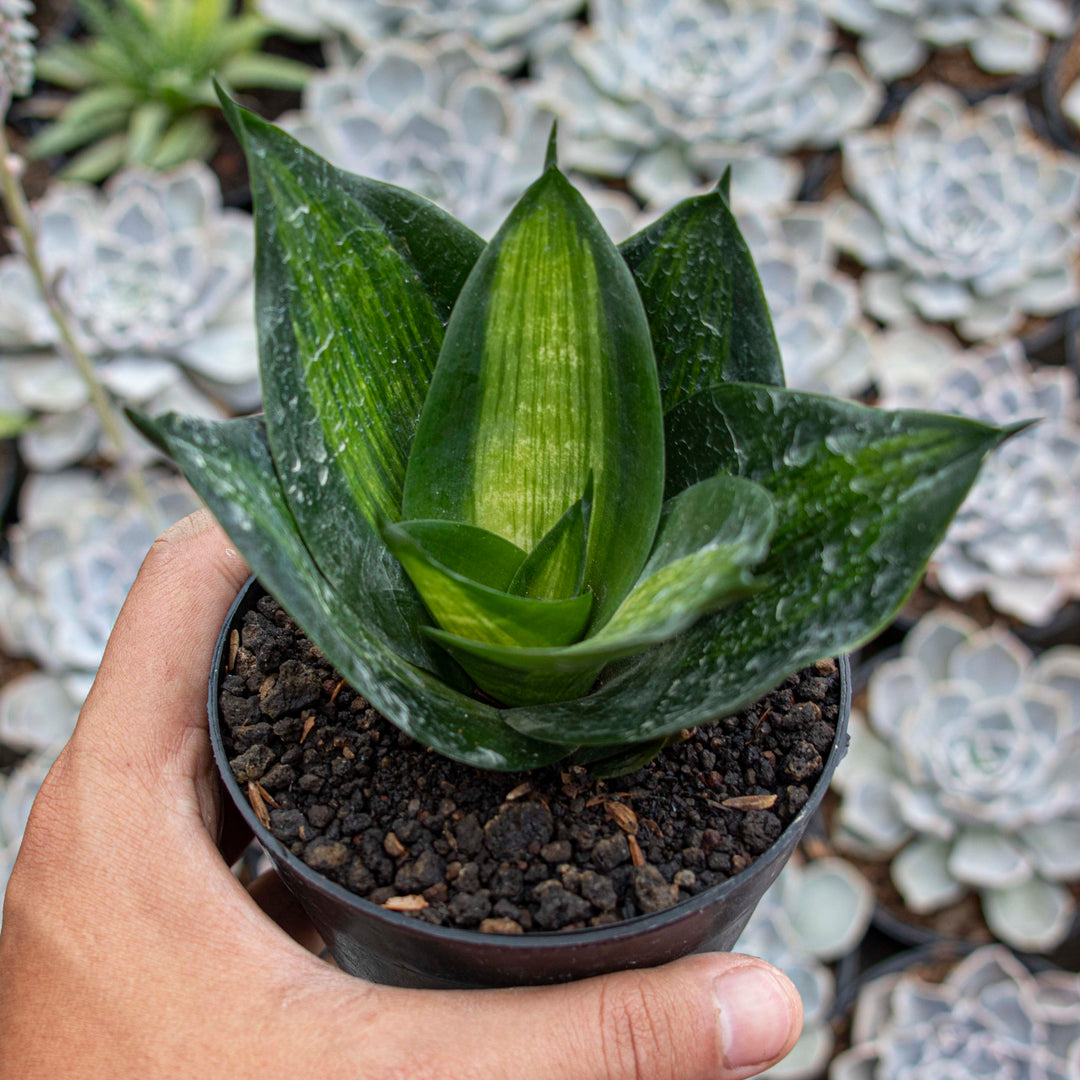 sansevieria green hahnii Sansevieria Hahnii Green Mould Striata