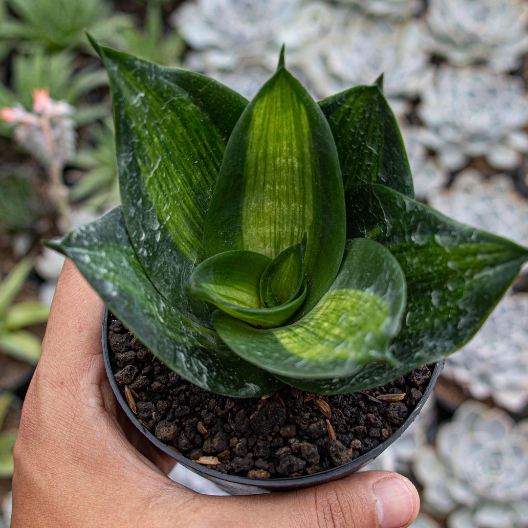 mold snake plant Sansevieria Hahnii Green Mould Striata – Succulentasia