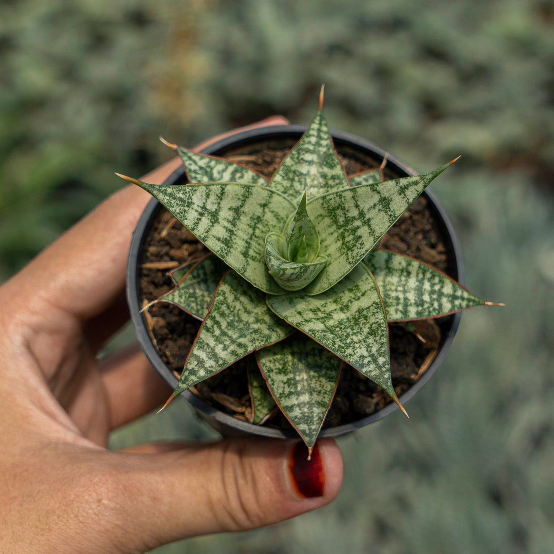 wholesale snake plants WHOLESALE : 5 pcs Sansevieria Renjana – Succulentasia