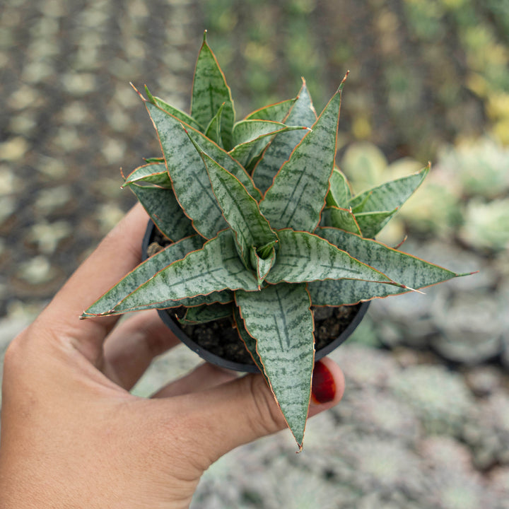 WHOLESALE : 5 pcs Sansevieria Sweet Celery