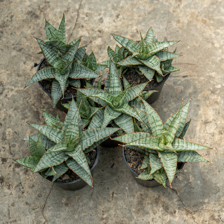 WHOLESALE : 5 pcs Sansevieria Sweet Celery