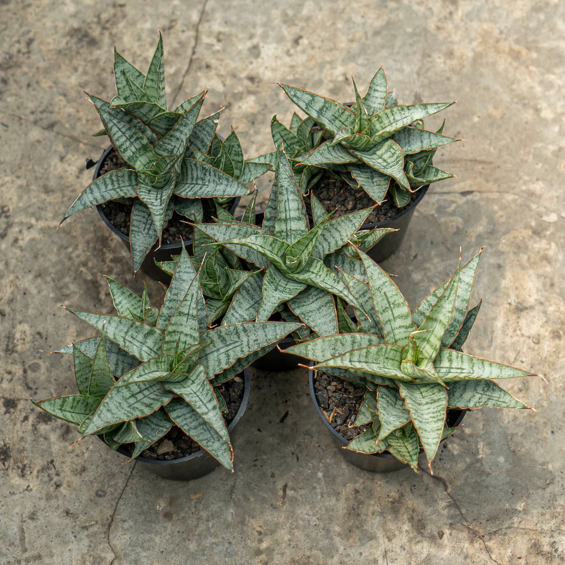 sansevieria sweet celery WHOLESALE : 5 pcs Sansevieria Sweet Celery – Succulentasia