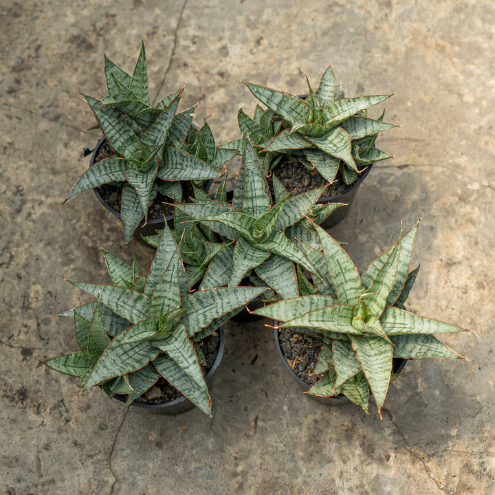 WHOLESALE : 5 pcs Sansevieria Sweet Celery