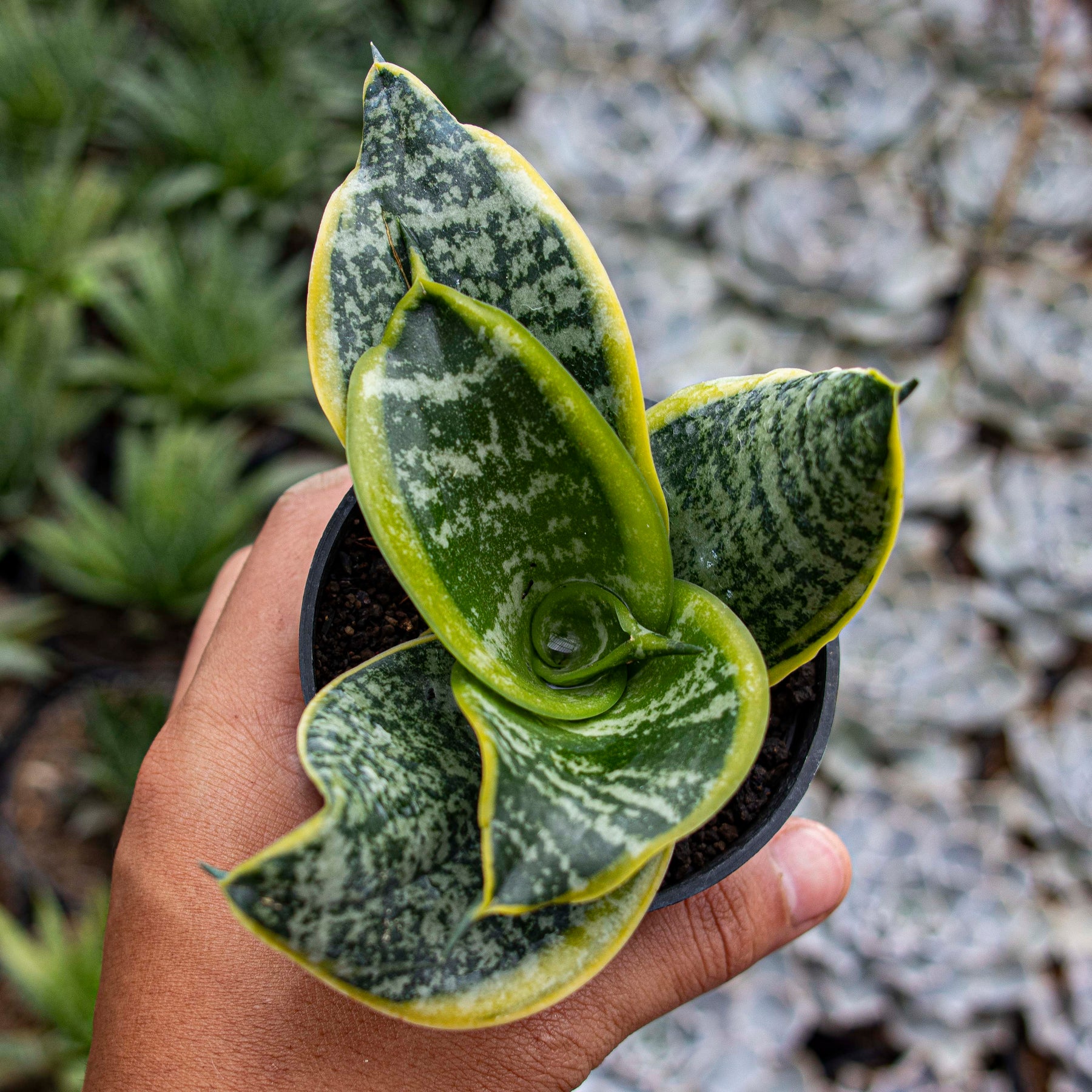 sansevieria twister tsunami Sansevieria Hahnii Twister Tsunami – Succulentasia