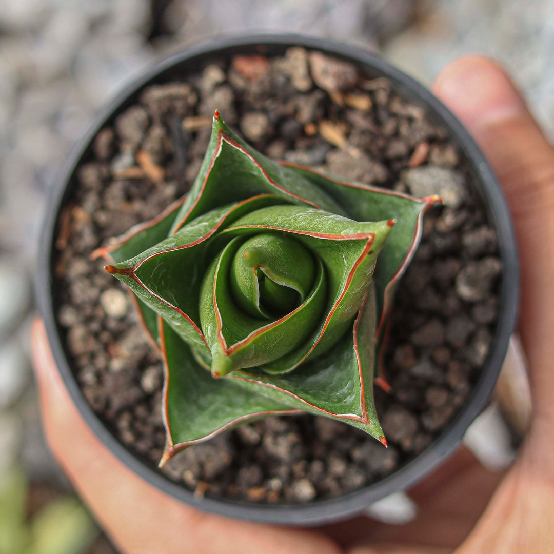 Sansevieria Tower Hybrid