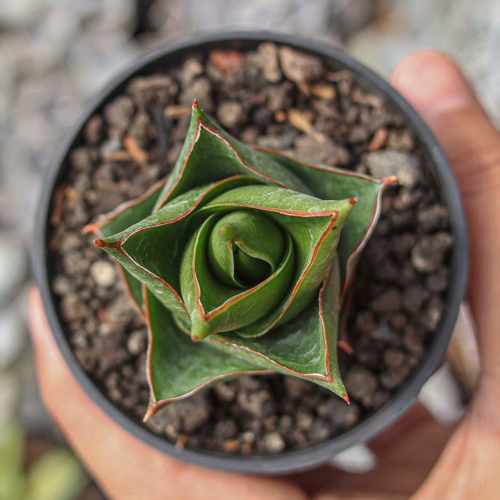 Sansevieria Tower Hybrid