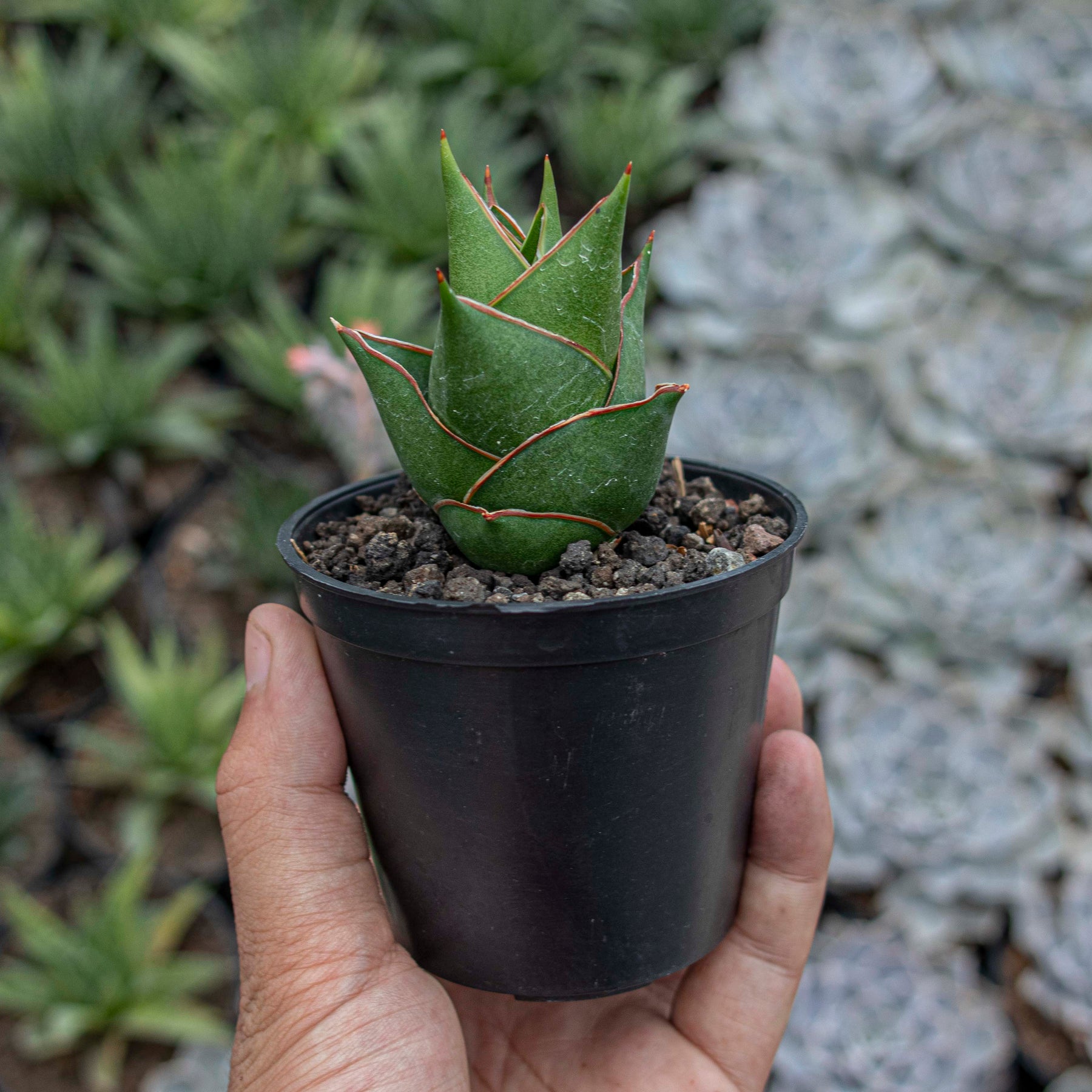 sansevieria tower Sansevieria Tower Hybrid – Succulentasia