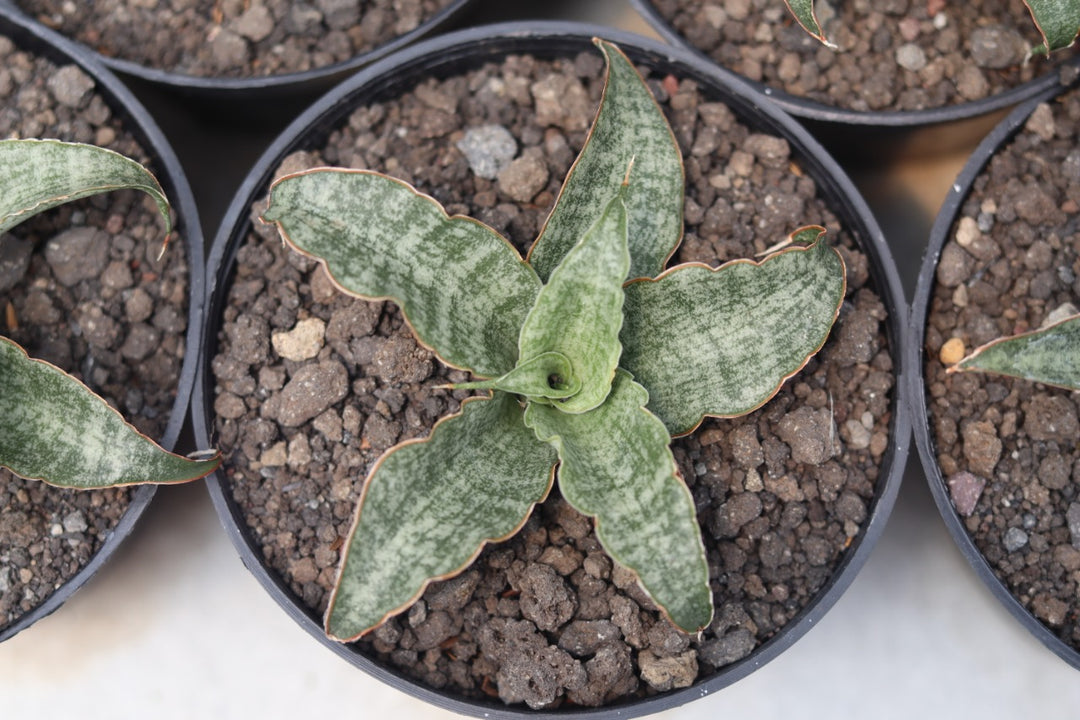 sansevieria nalika Sansevieria Nalika – Succulentasia