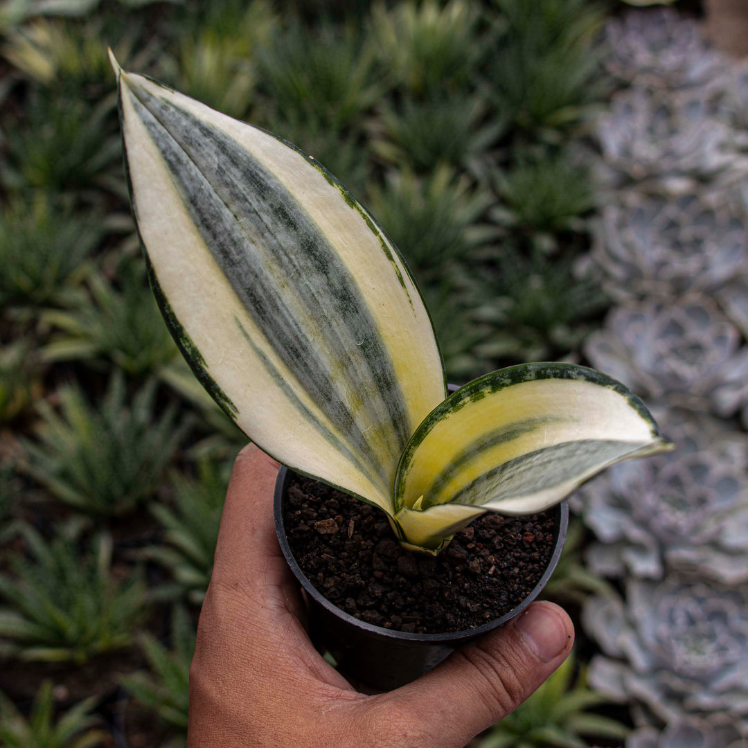 asian sansevieria Sansevieria Asahi