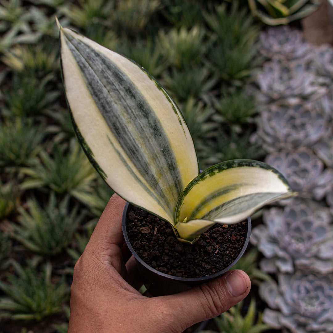 sansevieria ascendens Sansevieria Asahi – Succulentasia