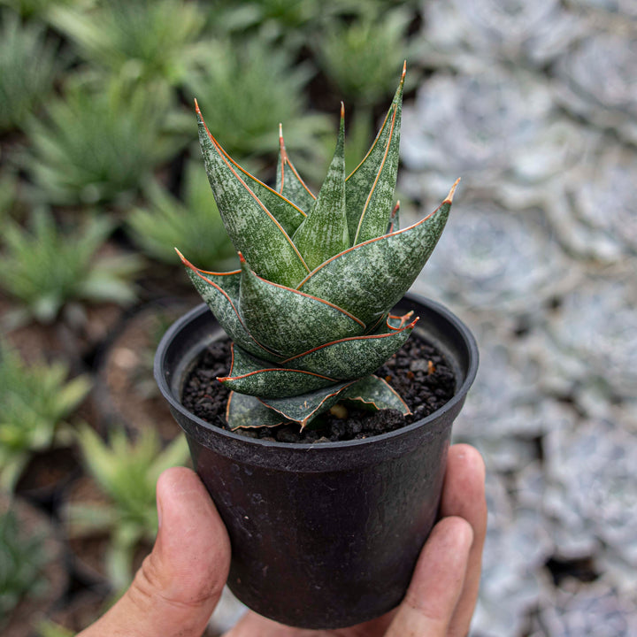 Sansevieria Balyii x Srikaton