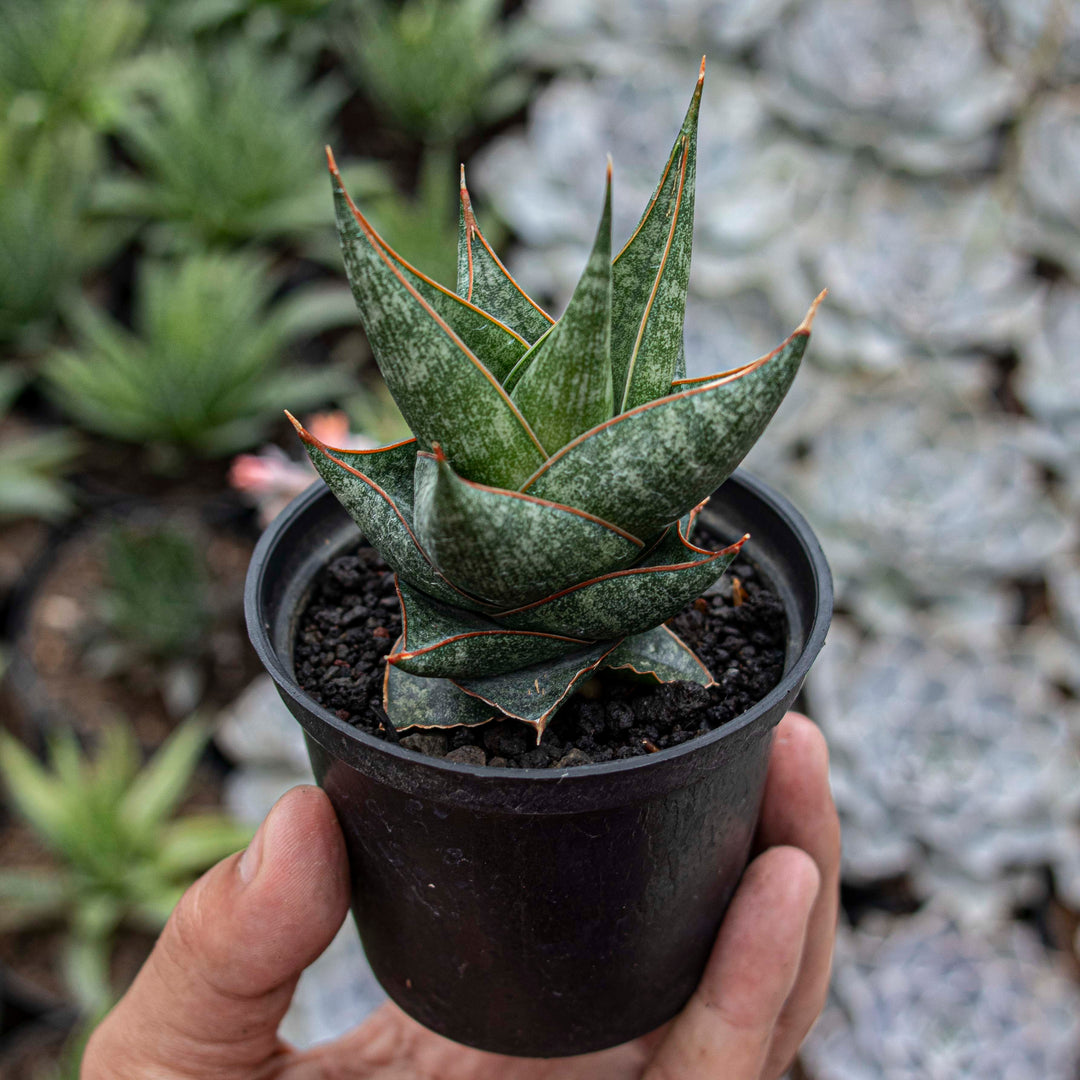 prem sansevieria Sansevieria prabu